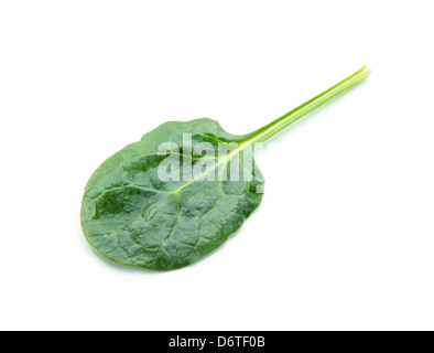 Spinaci freschi leaf isolati su sfondo bianco Foto Stock