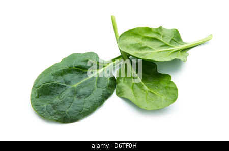 Spinaci freschi lascia isolati su sfondo bianco Foto Stock