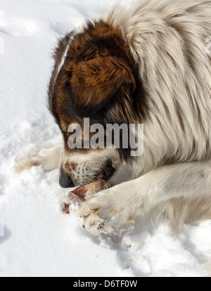 Stray dog ​​gnawing un osso nella neve in una giornata di sole Foto Stock
