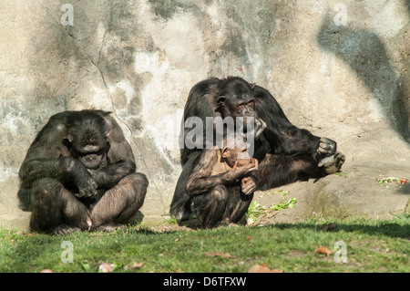 Famiglia di gorilla allo zoo Foto Stock