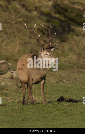 Un punto 10 Red Deer stag pascolo - Isle of Jura Scozia Scotland Foto Stock