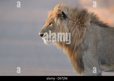 Lion Panthera leo, in piedi sulla strada, al tramonto, il Parco Nazionale Kruger, Sud Africa e Africa Foto Stock