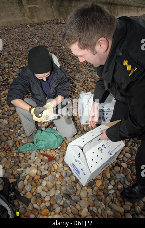 Salvataggio di uccello comune contaminati Guillemot Uria aalge essendo raccolti da RSPCA ufficiale sulla spiaggia si è incagliata dopo Foto Stock