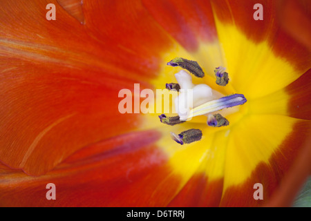 Close up di rosso e giallo tulip tulipa Foto Stock