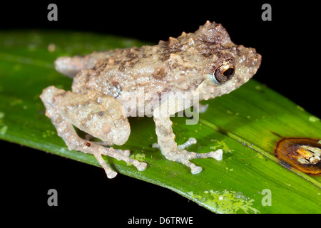 Arancio-groined pioggia (rana Pristimantis croceoinguinis) nel sottobosco della foresta pluviale, Ecuador Foto Stock