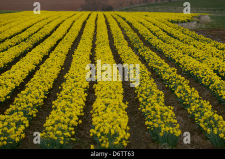 Campo di narcisi in fiore Foto Stock