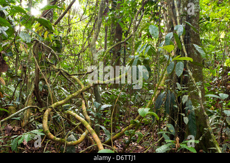 Groviglio di liane nel sottobosco della foresta pluviale in Ecuador. Foto Stock