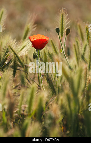 Papavero solitario in un campo erboso - natura e fiori selvatici - Navarra, Spagna Foto Stock