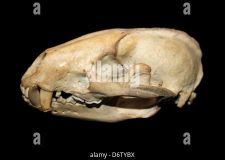Unione Badger cranio Meles meles Vista laterale Foto Stock