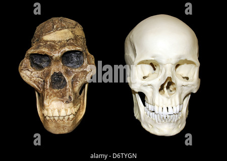 Australopithecus africanus cranio Sts 5 'MRS. Ple' vs Homo sapiens cranio Foto Stock