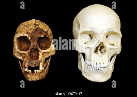 'The Hobbit' Homo floresiensis vs Homo sapiens cranio Foto Stock