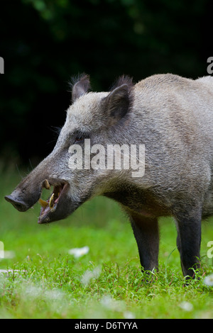 Ritratto Di Giovane Maiale Selvaggio Del Cinghiale Fotografia Stock - Foto 10