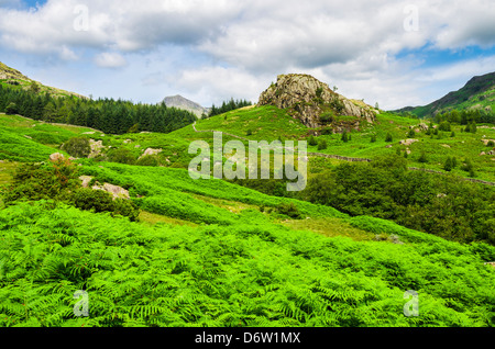 Tarnclose roccioso e The Langdale Pikes vicino al Little Langdale nel distretto del lago, Cumbria, Inghilterra. Foto Stock