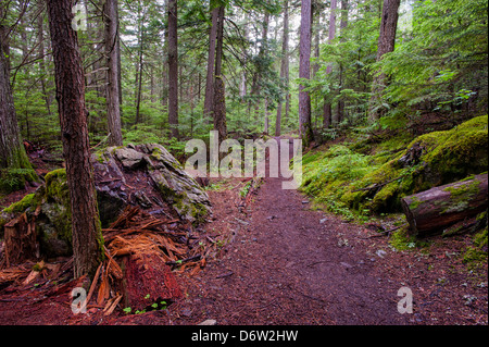 Fotografia di un sentiero che conduce in profondità in una lussureggiante foresta verde Foto Stock