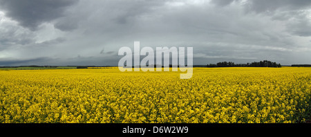 Una vista panoramica di canola field in piena fioritura Foto Stock
