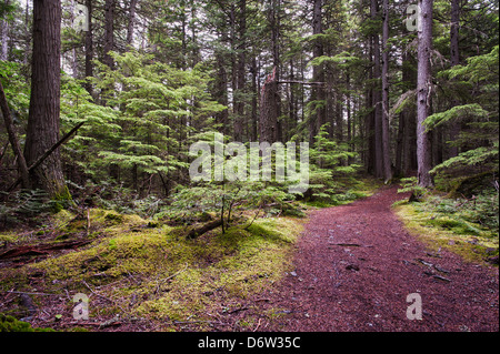 Fotografia di un sentiero che conduce in profondità in una lussureggiante foresta verde Foto Stock