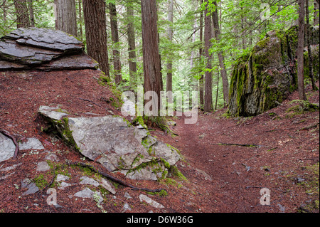 Fotografia di un sentiero che conduce in profondità in una lussureggiante foresta verde Foto Stock