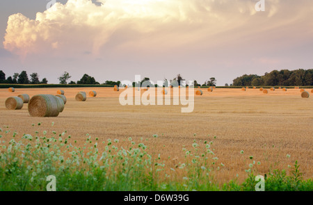 Ampio panorama di rotoballe di fieno dot lo sfondo del campo oro paesaggio nella zona sud ovest di Ontario Canada Foto Stock