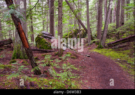 Fotografia di un sentiero che conduce in profondità in una lussureggiante foresta verde Foto Stock