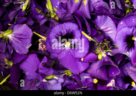 Vecchio Pansy fiori dopo deadheading. Viola x wittrockiana. Foto Stock