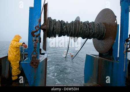 Pescatore tira indietro dragger net sulla pesca a strascico. Stellwagen banche, New England, Stati Uniti, Oceano Atlantico settentrionale Foto Stock