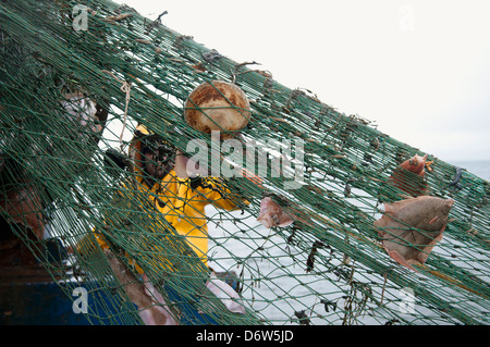 Pescatore tira indietro dragger net sulla pesca a strascico. Stellwagen banche, New England, Stati Uniti, Oceano Atlantico settentrionale Foto Stock