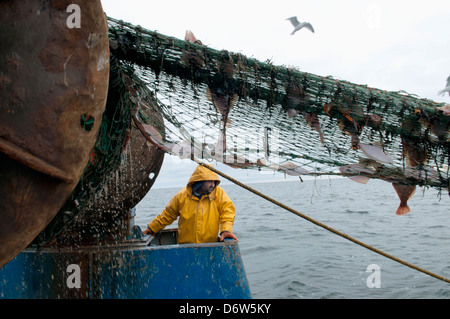 Pescatore tira indietro dragger net sulla pesca a strascico. Stellwagen banche, New England, Stati Uniti, Oceano Atlantico settentrionale Foto Stock