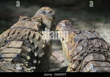 Un paio di Cayman rilassante insieme nella foresta amazzonica Foto Stock