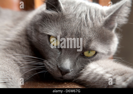 Femmina, Russo gatto blu rilassante sulla sedia Foto Stock