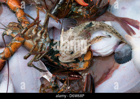 Le catture accessorie di Longhorn Sculpin (Myoxocephalus octodecemspinosus) e American Astici (Homarus americanus) con uova sul ponte Foto Stock