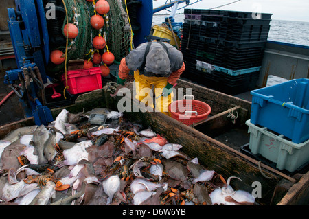 Fisherman ordina la cattura di merluzzo bianco di pesce (Gadus morhua) Limanda (Limanda ferruginea) e astice americano Foto Stock