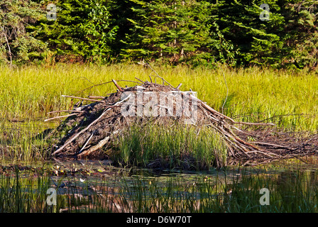 North American beaver's house, Foto Stock