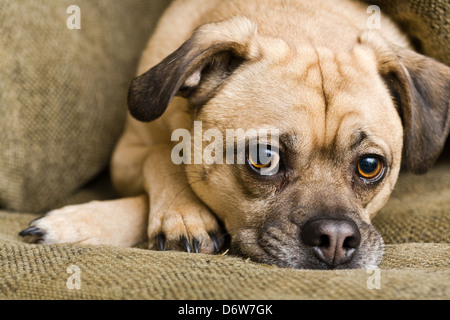 Appoggio del cane a casa. Foto Stock