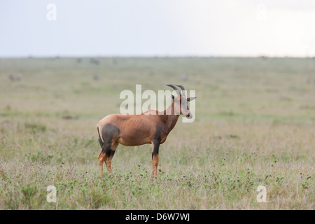 Topi su pascoli Foto Stock