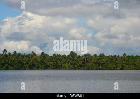 La foresta pluviale amazzonica, fiume e treeline Foto Stock