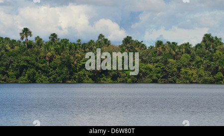 La foresta pluviale amazzonica, fiume e treeline Foto Stock