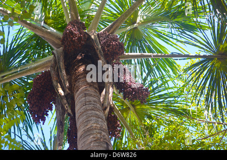 Aguaje frutticoltura in Amazzonia Foto Stock