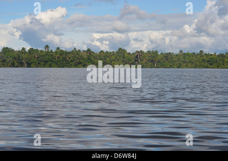 La foresta pluviale amazzonica, fiume e treeline Foto Stock