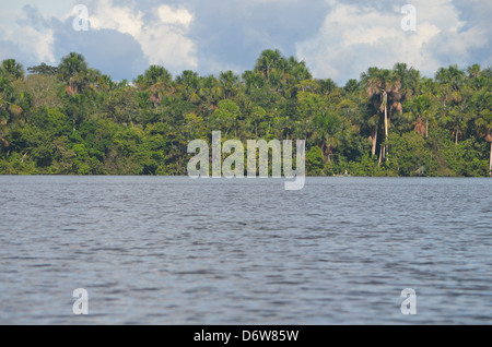 La foresta pluviale amazzonica, fiume e treeline Foto Stock