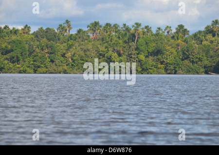 La foresta pluviale amazzonica, fiume e treeline Foto Stock