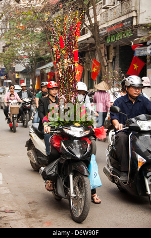 Verticale di ritratto di una donna su un ciclomotore di Hanoi con una decorazione di grandi dimensioni per il vietnamita Anno nuovo, Tet, ostruendo il suo punto di vista. Foto Stock