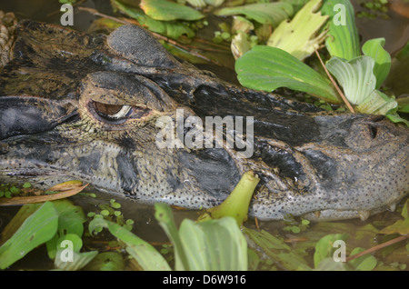 Cayman nero in una palude. Amazon rain forest, Perù Foto Stock