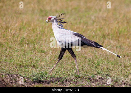 Uccello di segretaria Foto Stock