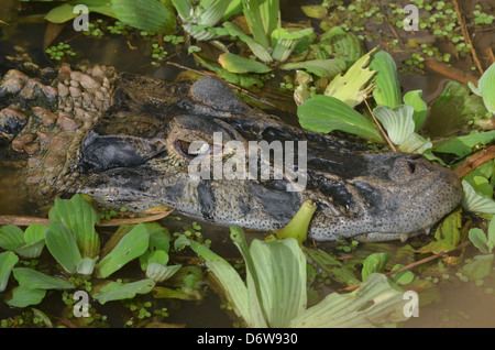 Cayman nero in una palude. Amazon rain forest, Perù Foto Stock