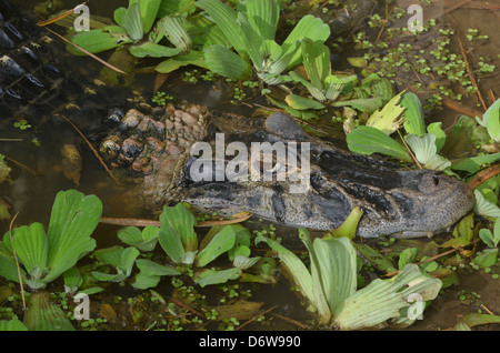 Cayman nero in una palude. Amazon rain forest, Perù Foto Stock