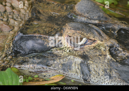 Cayman nero in una palude. Amazon rain forest, Perù Foto Stock