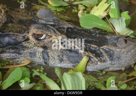 Cayman nero in una palude. Amazon rain forest, Perù Foto Stock