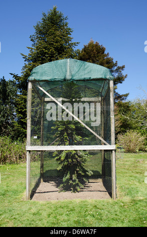 Un ' Wollemia nobilis ' albero di pino alberello in una gabbia di protezione a Tregothnan estate in Cornwall, Regno Unito Foto Stock