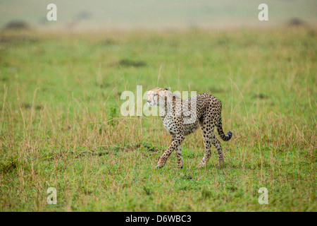 Cheetah passeggiate nelle pianure del Masai Mara Foto Stock