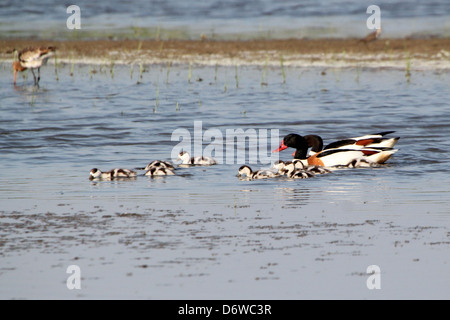 Dettagliate fino in prossimità di un paio di Shelducks (Tadorna tadorna) Nuoto con la loro prole Foto Stock